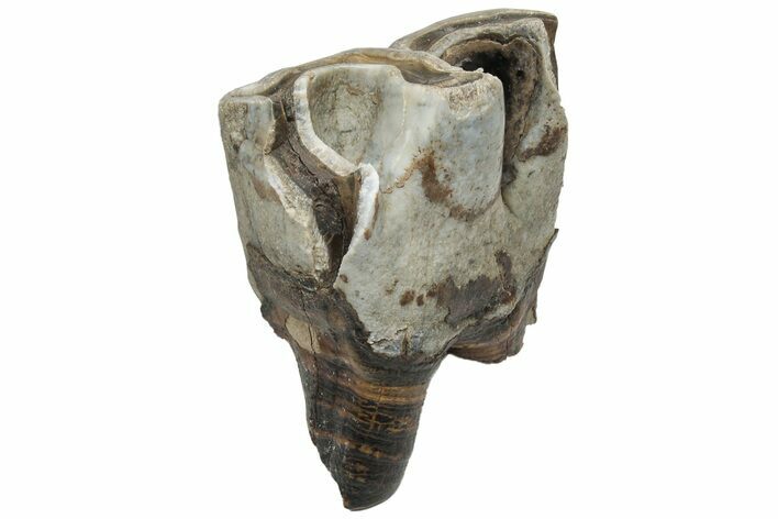 Fossil Woolly Rhino (Coelodonta) Tooth - Siberia #225604